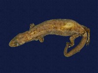 藏品(半葉趾蝎虎)的圖片